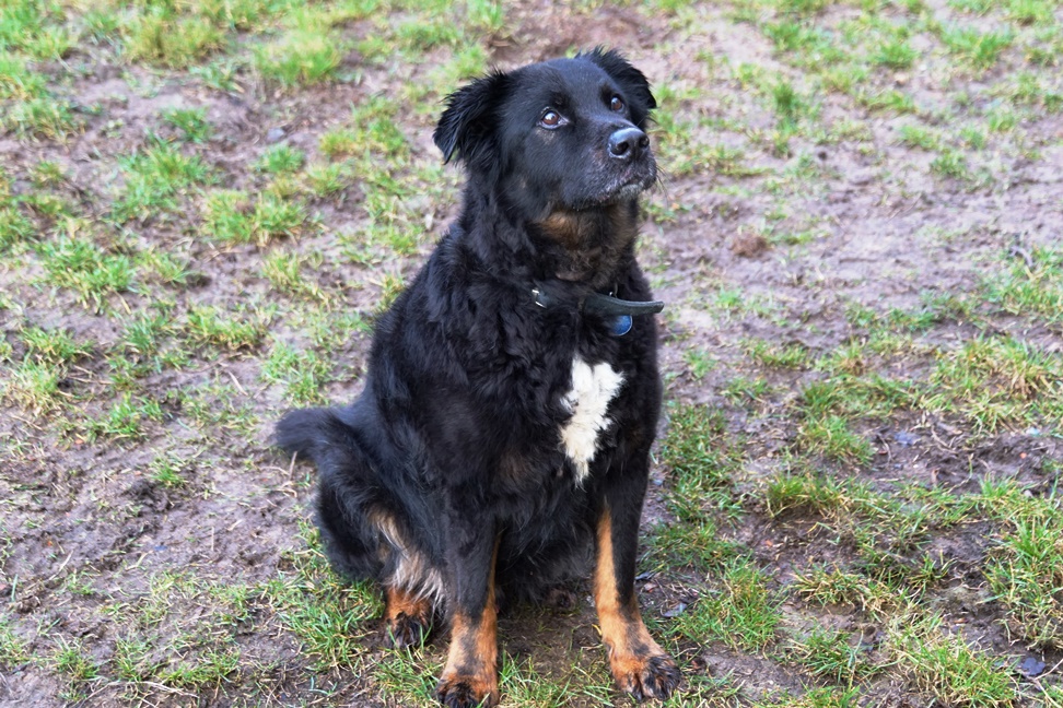 Hunde